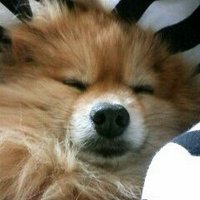 やすの (@kost1080) Twitter profile photo