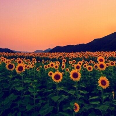 cccomplimentz's profile picture. Clean chakra; good karma. 
Send us positive compliments so we can spread good vibes! :)