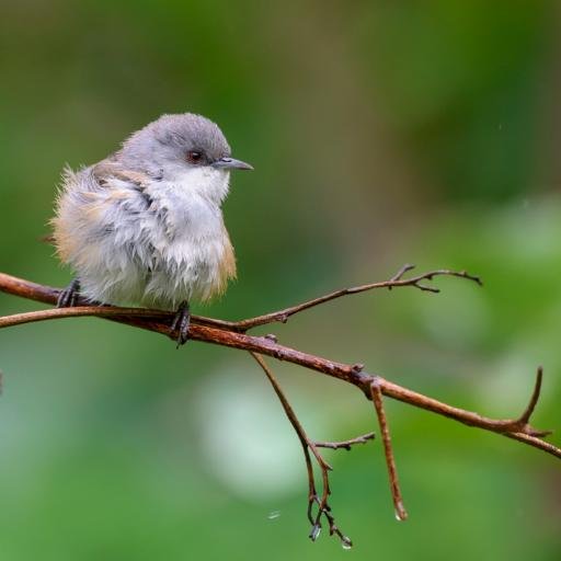 Kevlineuh's profile picture. Love wildlife and want to work with animals (wildlife photographer)
photo, drawing/painting, good movies, video games, astronomy, jogging