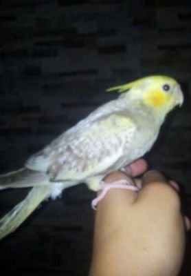 MeMo030399's profile picture. M.1.K.4.