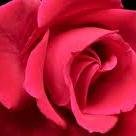 Rose_gateSA's profile picture. I am Rose black from the city of rose's