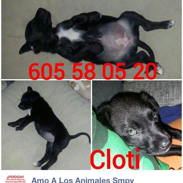 Quien necesite informacion..mensaje privado..Amantes de los animales.. Estos animales estan en la perrera al borde de la muerte..adopta.