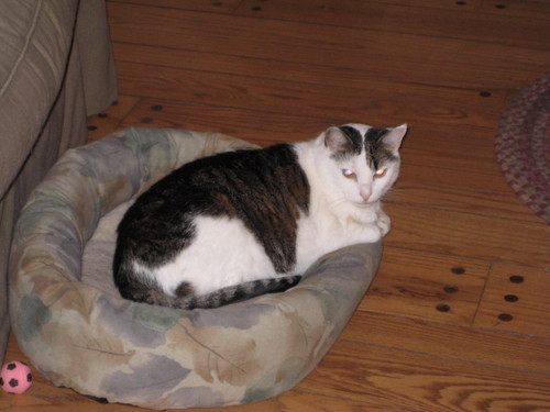 baracus58's profile picture. Mr Baracus spends his days cooking, eating and chasing mice.