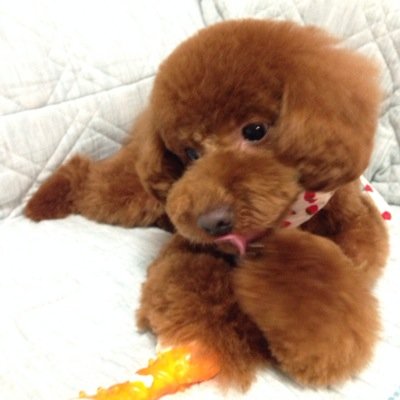 noncocoaberry1's profile picture. ワンちゃん♡大好き*\(^o^)/*