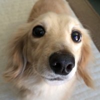 大輝 (@1115daikikazama) 's Twitter Profile