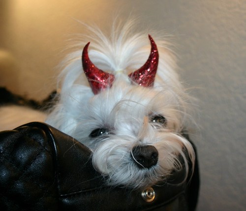 Pretty sure I am more human than Maltese... PS - I BITE!
