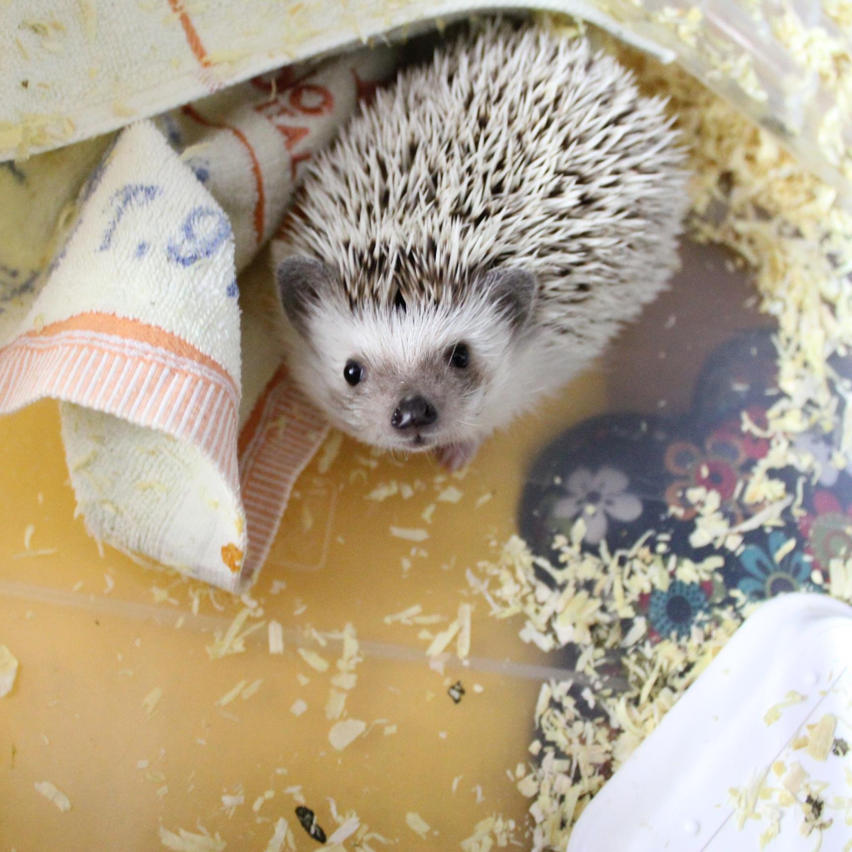 yangso123's profile picture. 