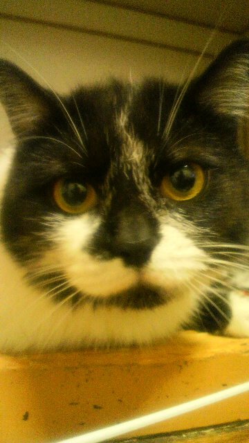 多趣味すぎてよく分からない人です！