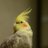 きびたきのアイコン