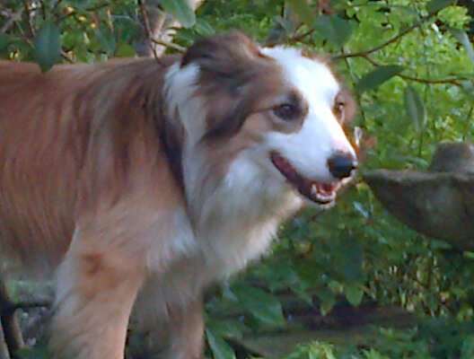Henrietta Woods - Petcare, Dog Walking,  Pet & House Sitting, Countrywide. Insured, CRB Checked.