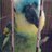 amazon_parrot