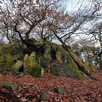 from uk in leicester  love going woods into the forest outwoods leicestershire