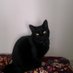 Kathy Allen (@milliecat53) Twitter profile photo