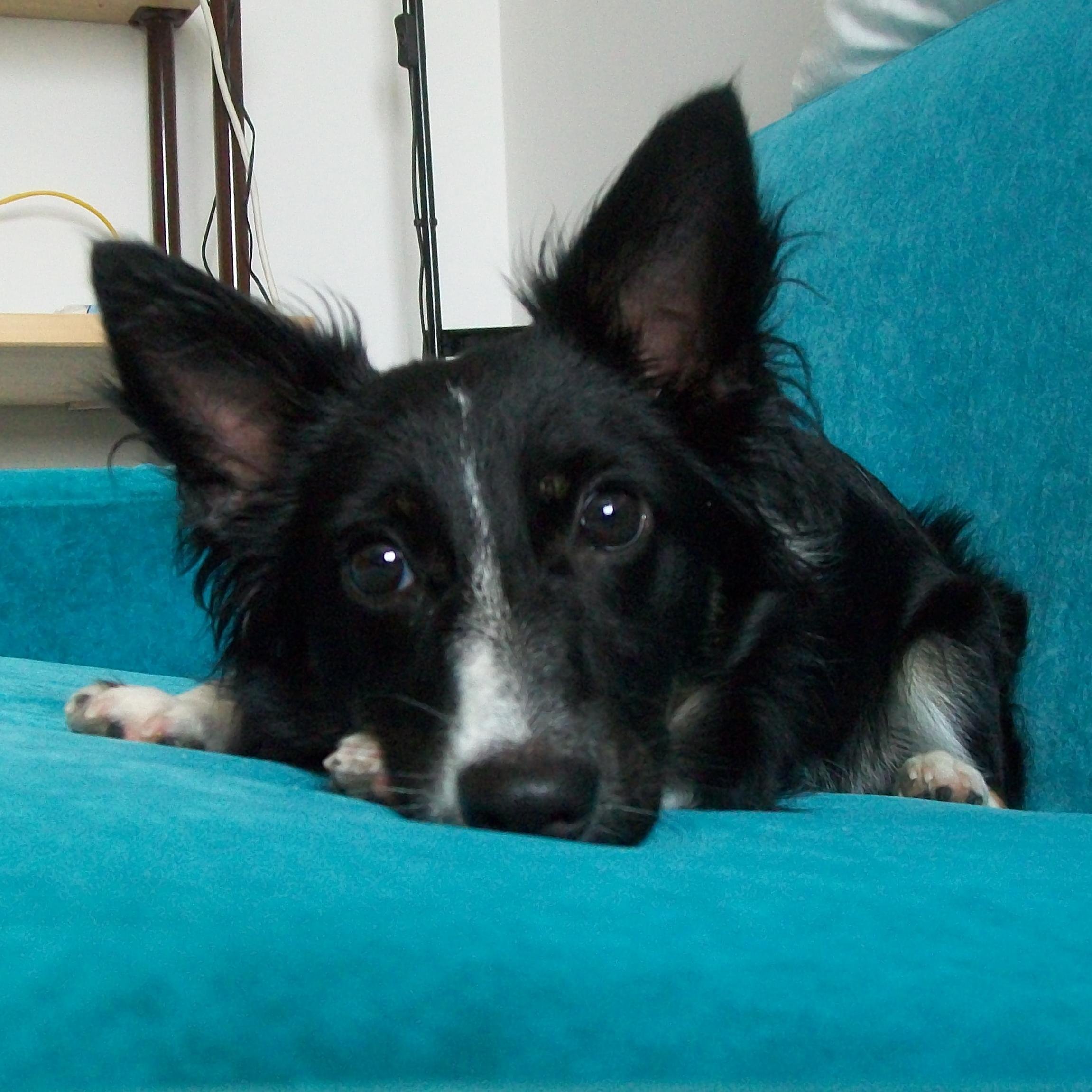 Ilashelly's profile picture. We love Agility dog and tricks