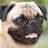 Pugsfordays's profile image