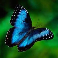 PanamaRR's profile picture. Panama Roadrunner Secure Transport - providing airport transfers and daytrips throughout Panama.