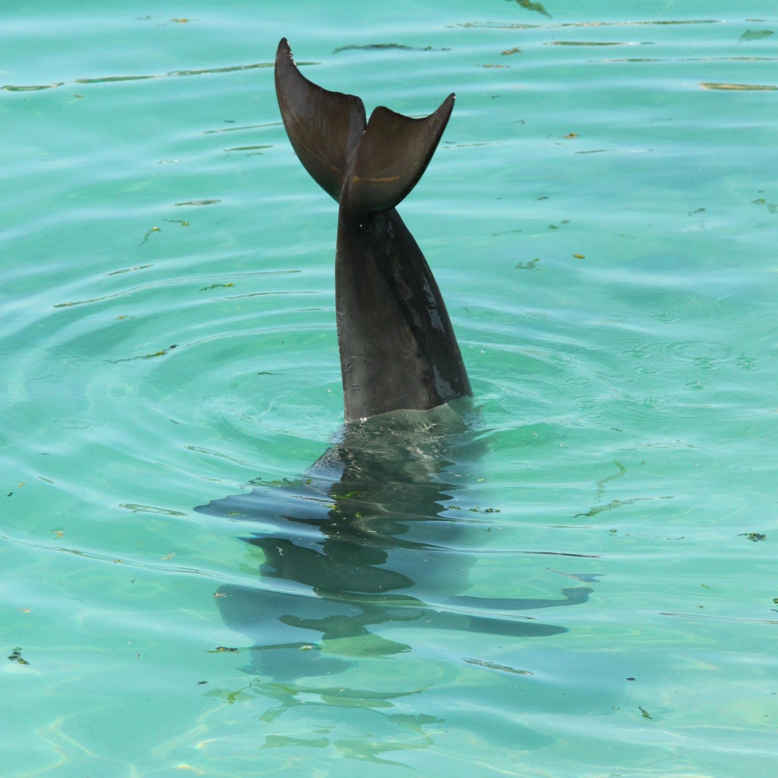 Dolphin Docks (@dolphin_docks) | Twitter