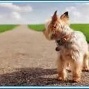 COPIAOyPEGAO !!! - @GeneSharp2016 - Twitter