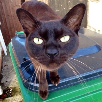 handsome, clever burmese cat, human behaviour analyst ,im the cat that got the cream.