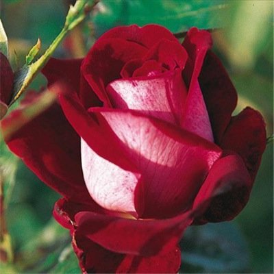 lepalois61's profile picture. 