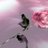 klimovsanek2's profile image