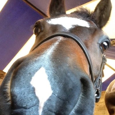 sallypikett's profile picture. Owner of 1 naughty Newfoundland called Pompom. Loves showing and co-owns a very pampered M&M pony!