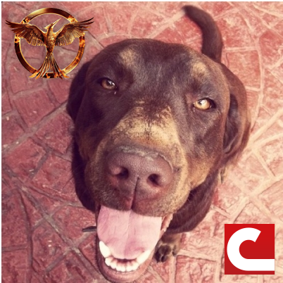 car_LOST's profile picture. Yo no soy un rebelde sin causa.Ni tampoco un desenfrenado...Yo lo unico que quiero es bailar rock n roll y que me dejen basilar sin razon...