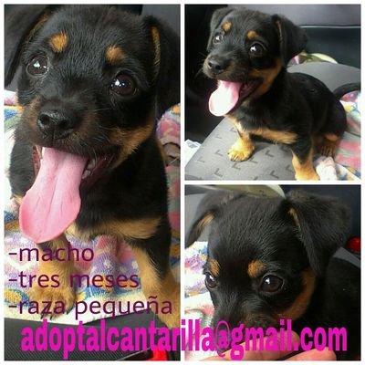 Todos nuestros perritos se entregarán con chip,  vacunados y castrados (gastos que asume el adoptante?) y con contrato de adopción