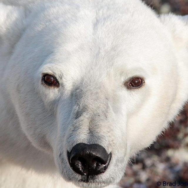 PolarBear_Blog's profile picture. 