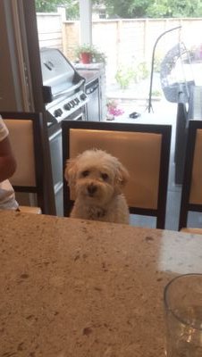 i am not the dog in the profile picture, thats zoey. she died