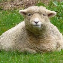 GrumpyShepherd_'s profile picture. Baa