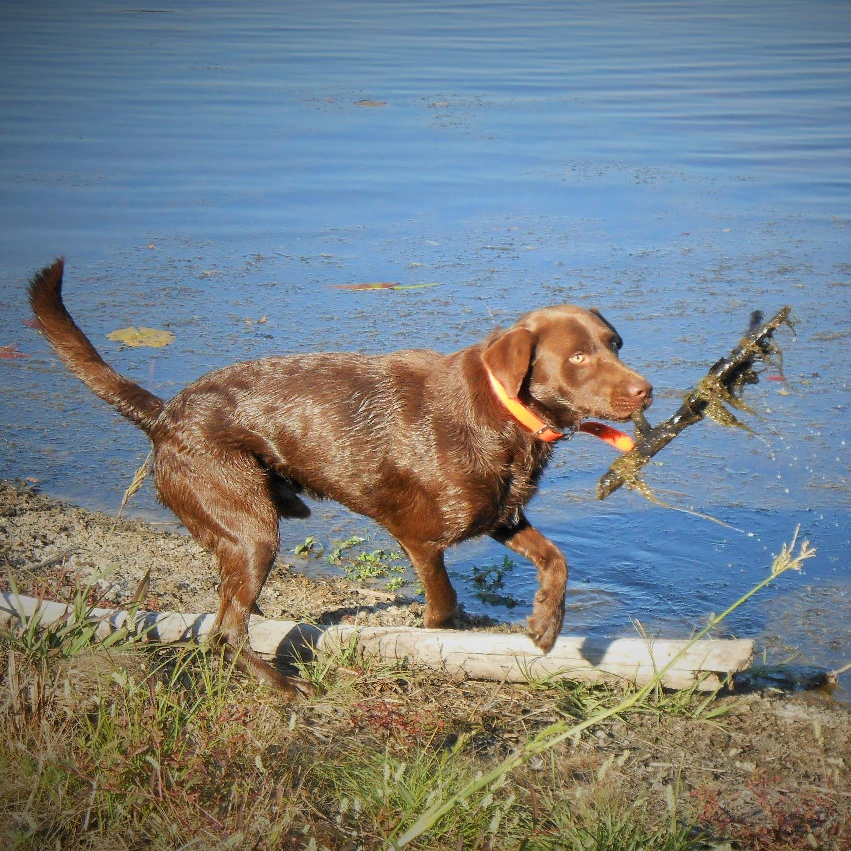 Goats, peacocks, chickens, a donkey, cows, a Great Pyrenees and a Chocolate Lab