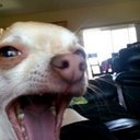 shawn evenson - @prplehead - Twitter