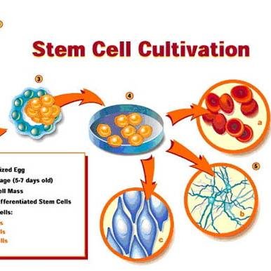 stemCellphytote's profile picture. Phytocelltec