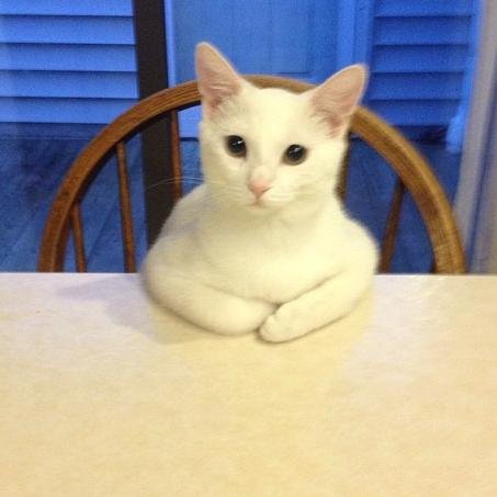 anti-mouse. Pro #GamerGate. meow
