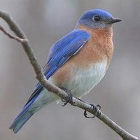 Lisa Fletcher (@littlebirdietm) 's Twitter Profile