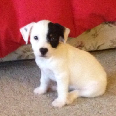 warriorcatsroc1's profile picture. 