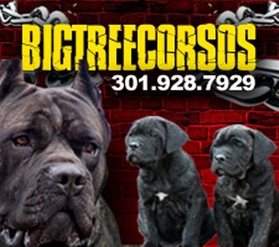 #1 Cane Corso breeder in quality and sound tempermants(Meat manager shoppers food warehouse )