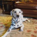 Emily Abram - @AbramEmily - Twitter