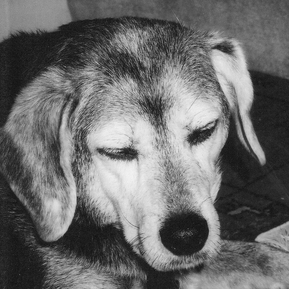 inelbu's profile picture. 