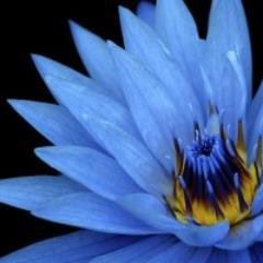 doniwyjadovy's profile picture. 恋をしている女の子のつぶやきbot