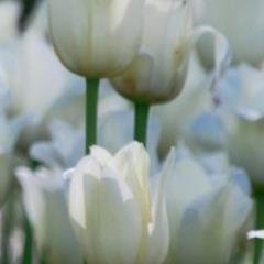 xukumiqynema's profile picture. 迷路にはまった恋愛をしている私の日々のきもち