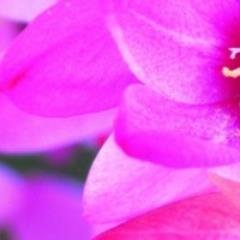 いつも恋愛していたいと思ってしまう、私の本音つぶやき