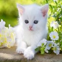 ملكة الاحزان وتويتر: (@119988Safa) Twitter