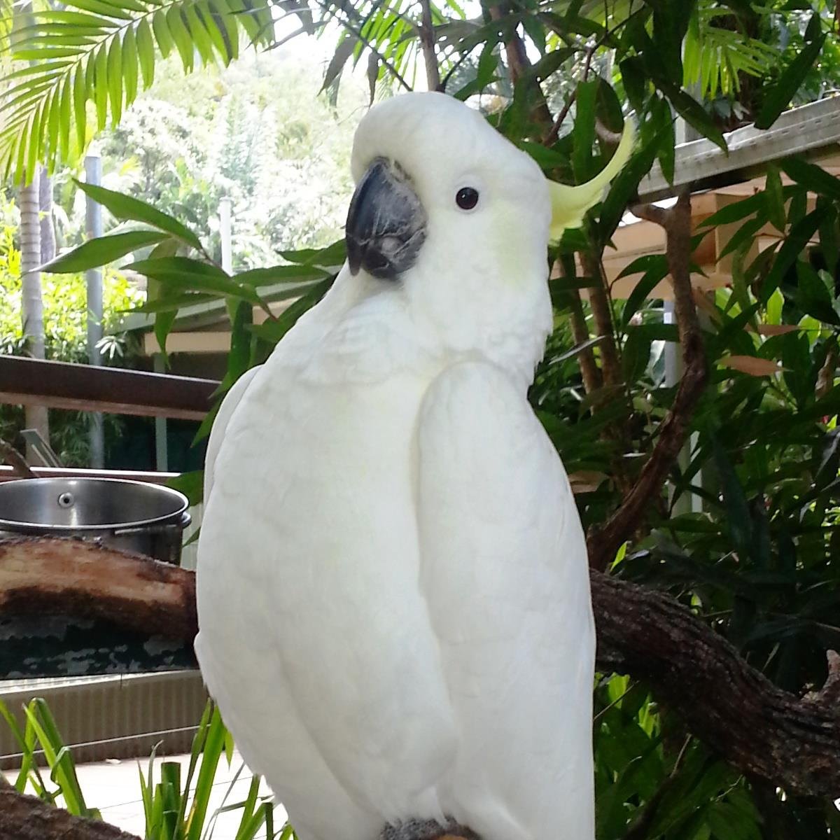 Rejs1170's profile picture. A Sandgroper who flew East over the barb wire for a look, ended up living in FNQ on the Atherton Tablelands.