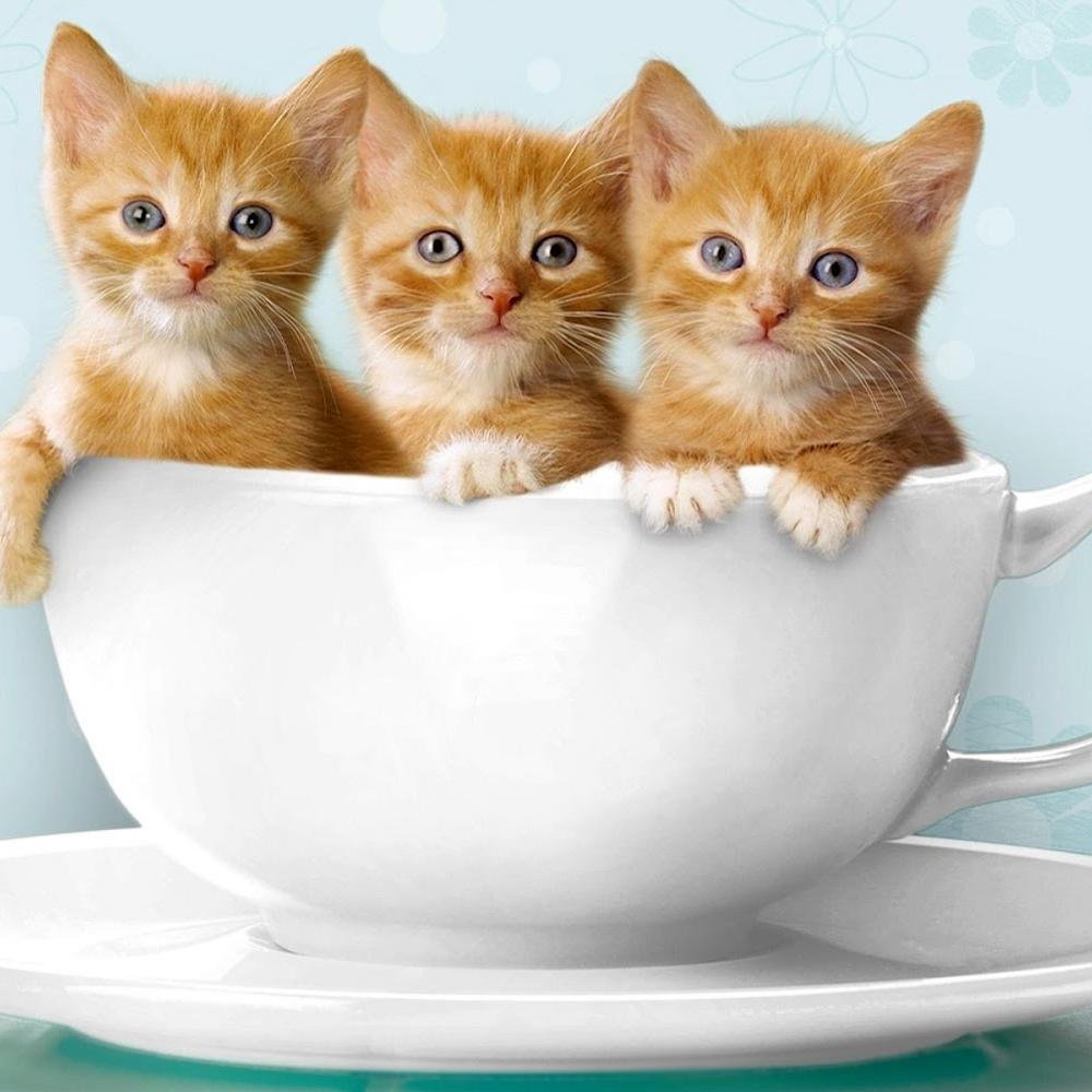 Berbagai hal tentang kucing ^_^ | info, tips, kucing hilang, menemukan kucing, hibah, jual, beli, event tentang kucing | omahkucing.love@gmail.com | #MeowOK