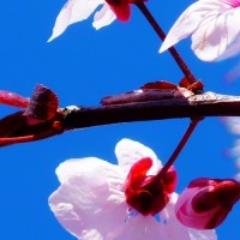 sonuxocezid's profile picture. 恋愛の駆け引きで、女子が、よく使う手、あるあるつぶやきます