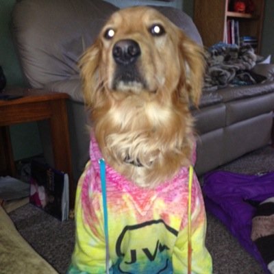 hi, im molly, & im @bieberxxgrier's pup