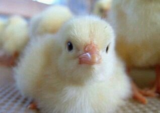 ⛩️塩ひよこ🐣さんのプロフィール画像