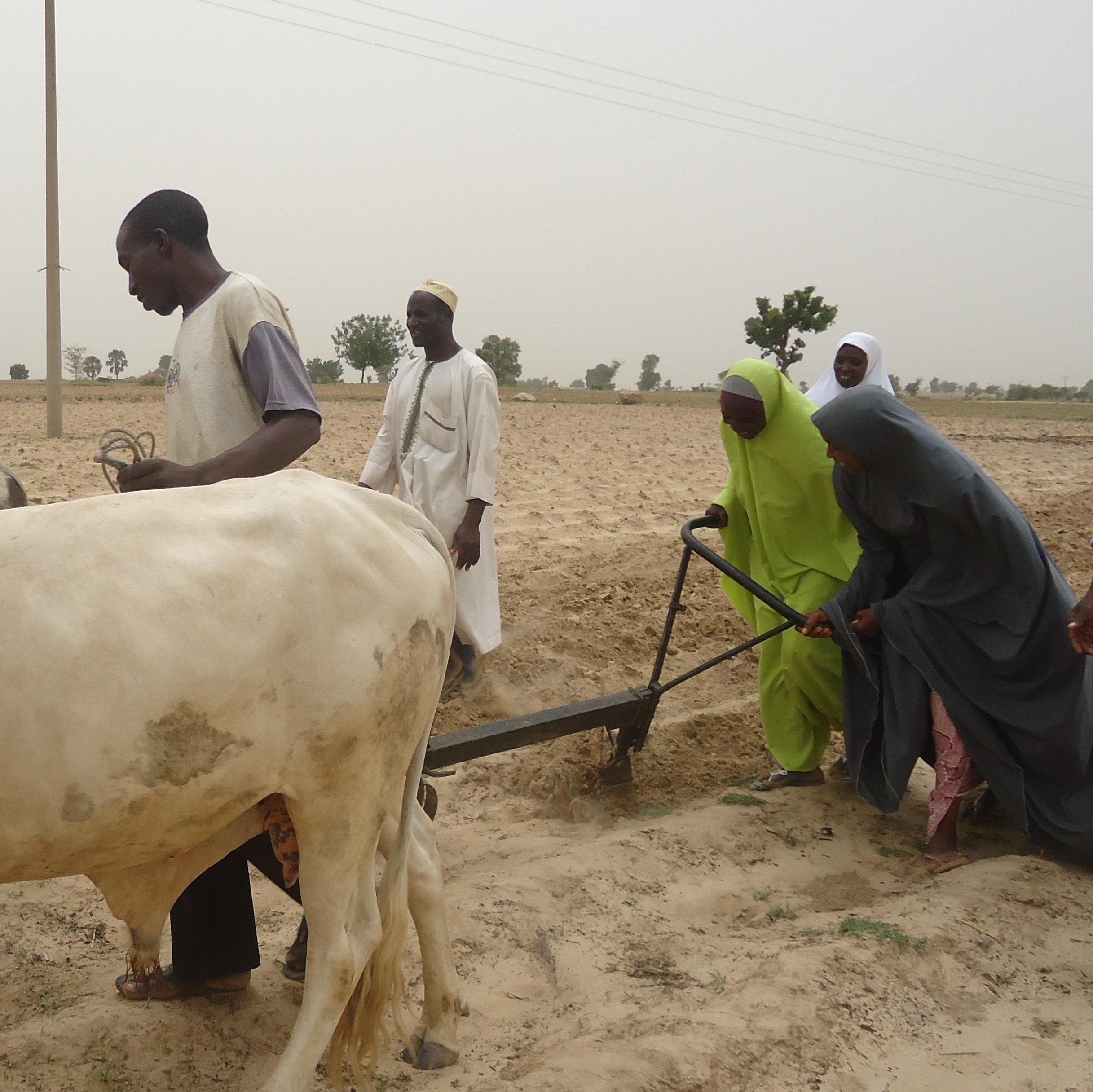 Moma’s Farm is a mini TV/Social Media reality show aimed at popularizing the use of animal traction among farmers, with emphasis on female farmers.